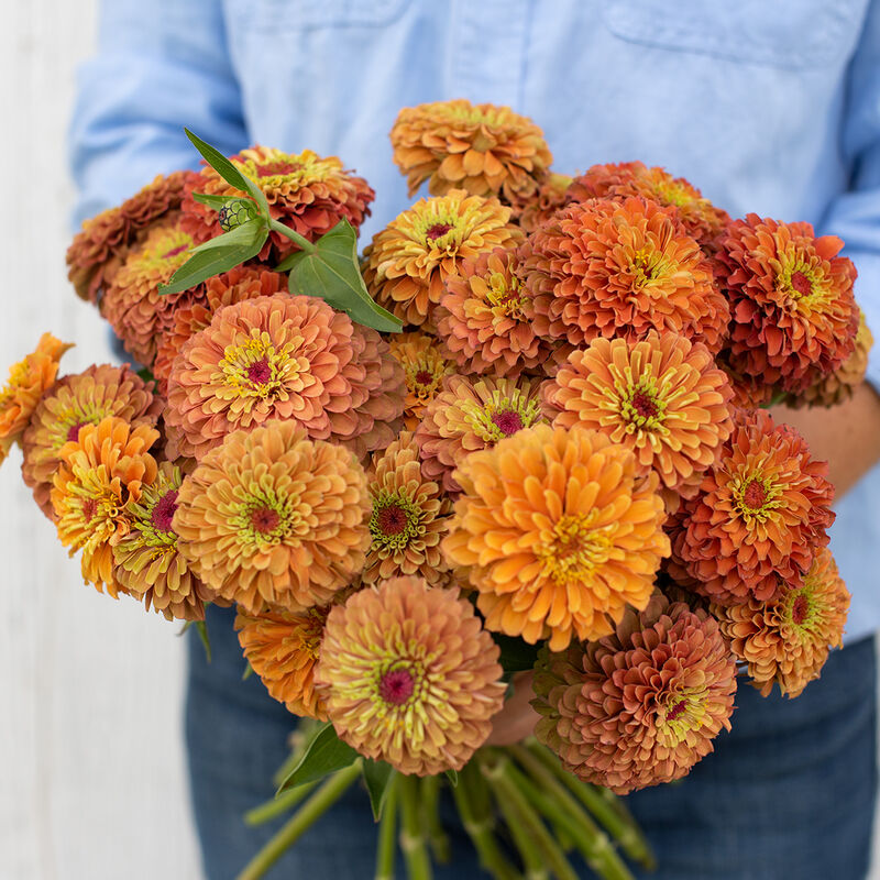 Zinnia ´Queeny Lime Orange´