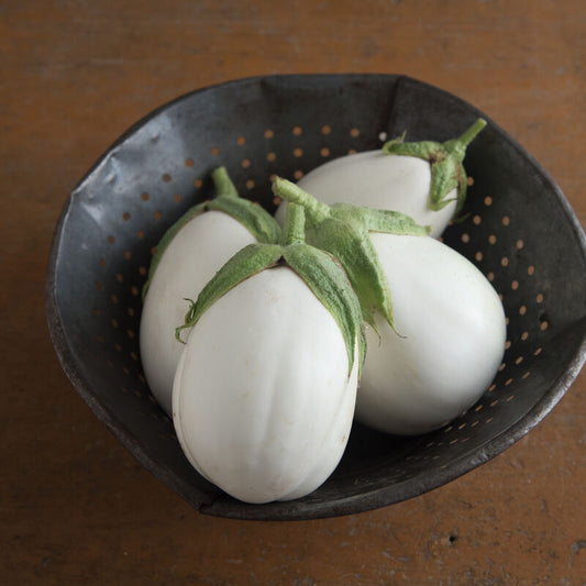 Aubergine ´Paloma´ F1