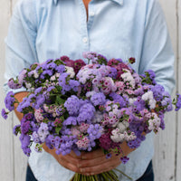 Ageratum ´Timeless Mix´