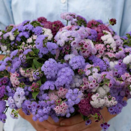 Ageratum ´Timeless Mix´