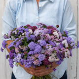 Ageratum ´Timeless Mix´