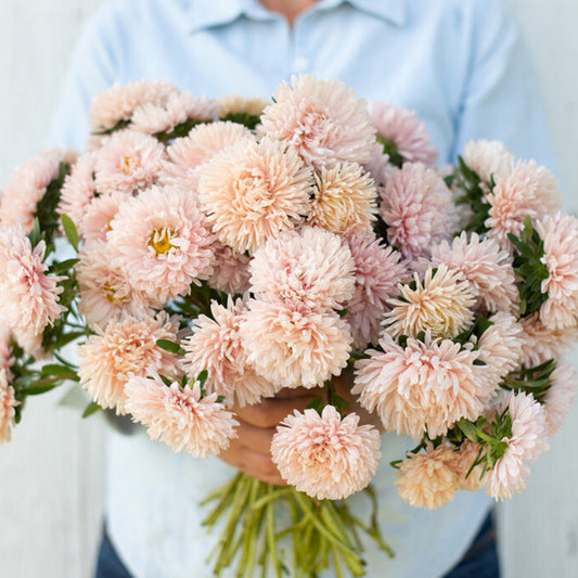 Sommaraster ´King Size Apricot´