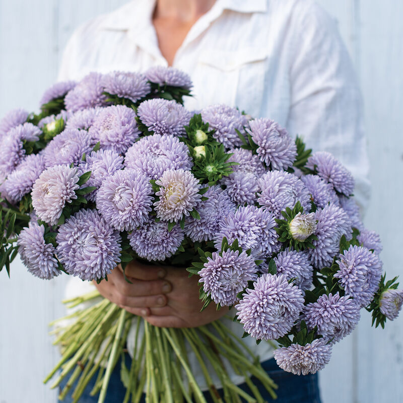 Sommaraster ´Lady Coral Lavender´