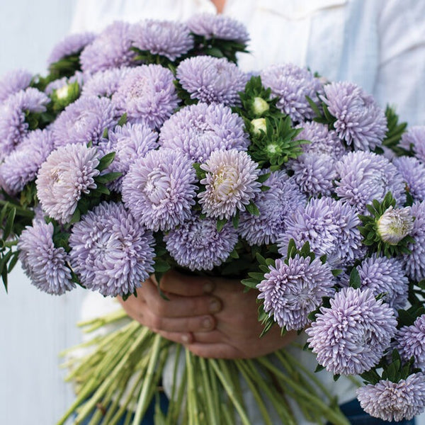 Sommaraster ´Lady Coral Lavender´