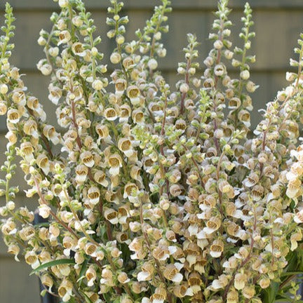 Grekisk fingerborgsblomma ´Café Creme´