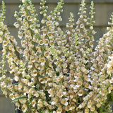 Grekisk fingerborgsblomma ´Café Creme´