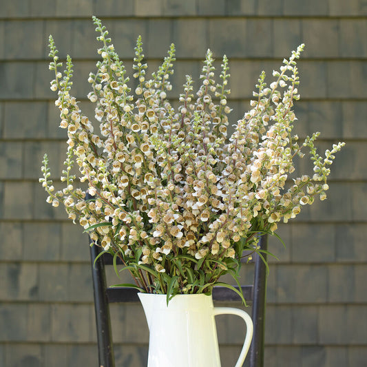 Grekisk fingerborgsblomma ´Café Creme´