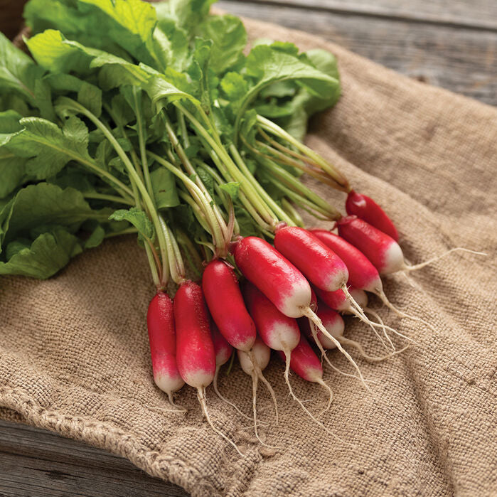 Rädisa ´Nelson´- Köp frön till rädisa hos Soil & Seeds!