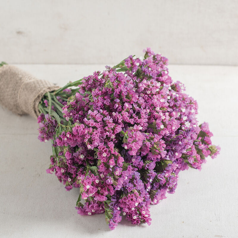 Risp ´Seeker Rose Shades´