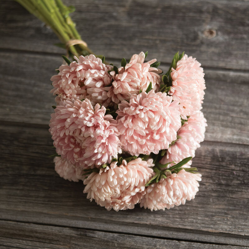 Sommaraster ´Tower Chamois´