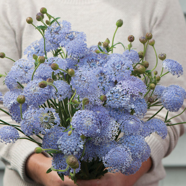 Spetsblomma ´Lacy Lavender Blue´