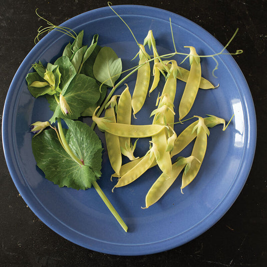 Sockerärt ´Golden Sweet´