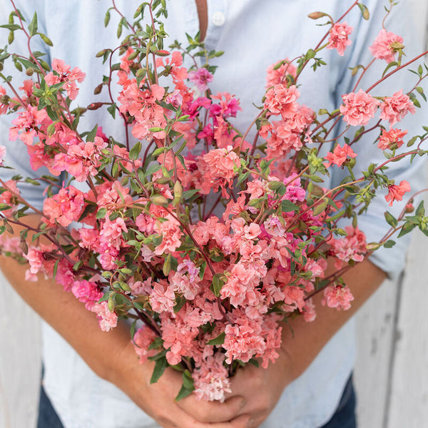 Clarkia ´Elegant Salmon´