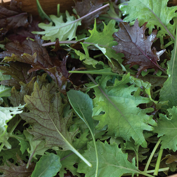 Sallatsmix Kål ´Kalebration Mix´