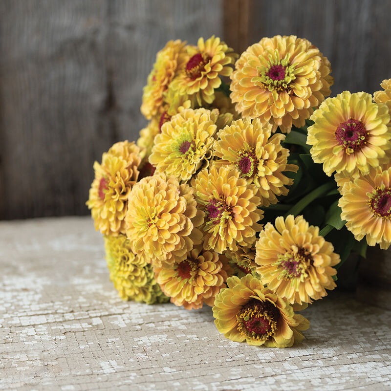 Zinnia ´Queeny Lemon Peach´