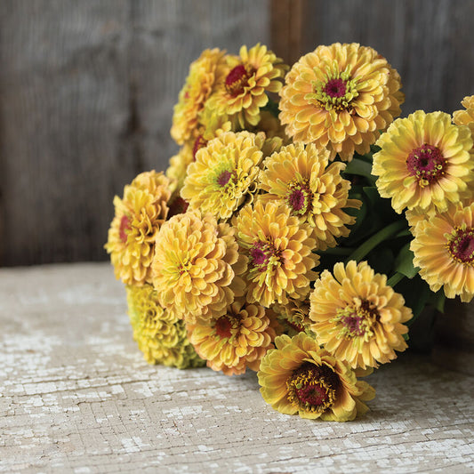 Zinnia ´Queeny Lemon Peach´