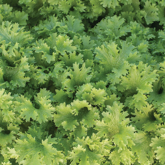 Sareptasenap ´Wasabina´