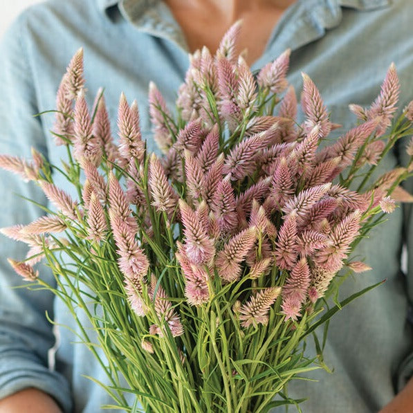 Axcelosia ´Flamingo Feather´