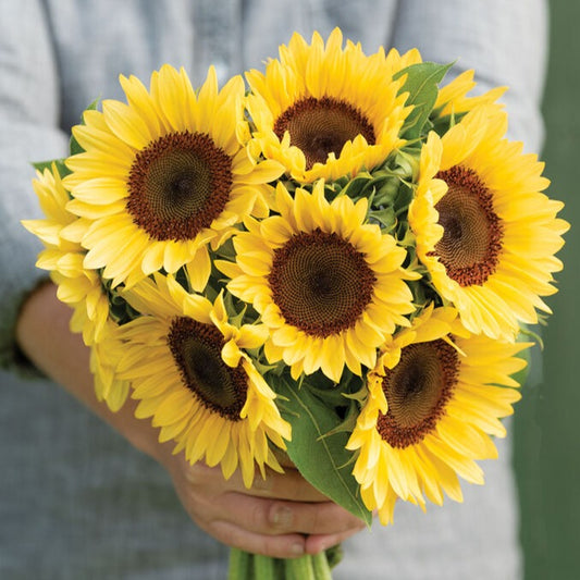 Solros ´Pro Cut Peach´ F1