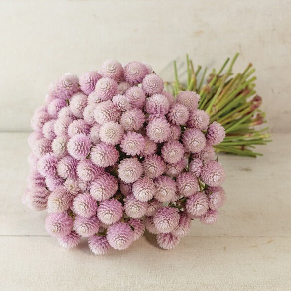 Klotamarant ´Qis Pink´