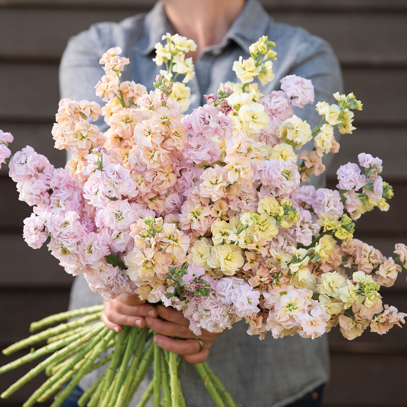 Lövkoja ´Iron Pastel Mix´