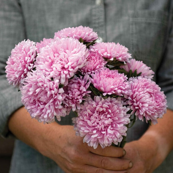 Sommaraster ´Miss Europe Resist´