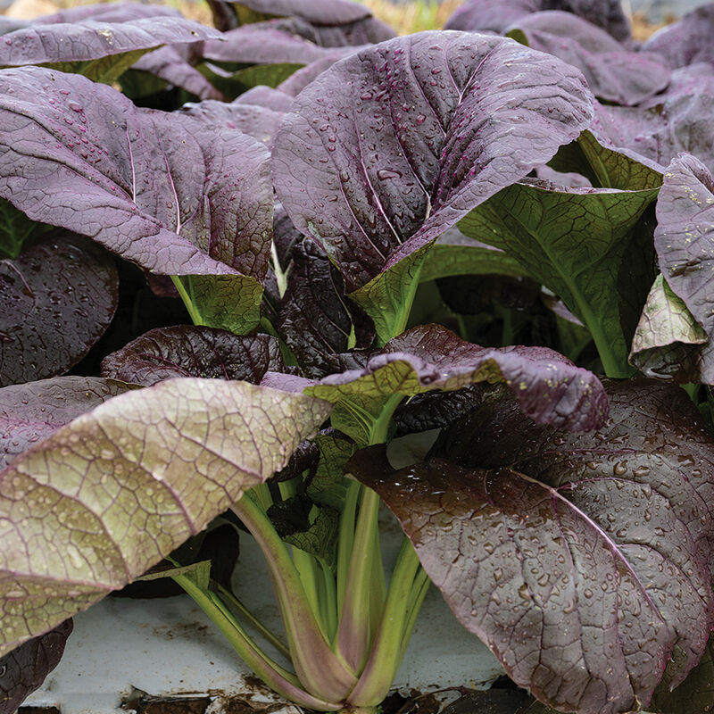 Pak choi ´Shikibu´ F1