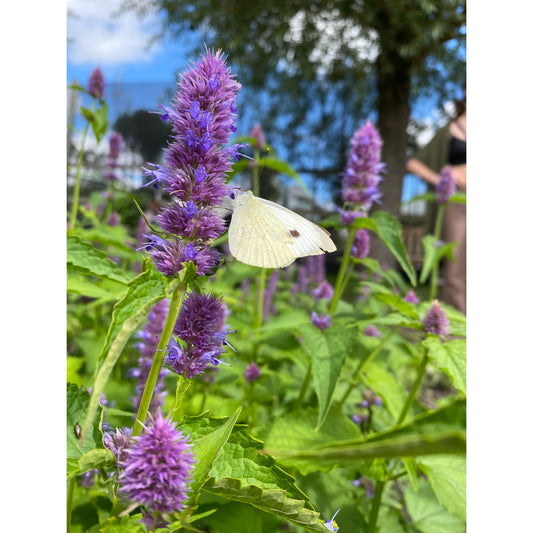 Koreansk anisisop ´Liquorice Blue´