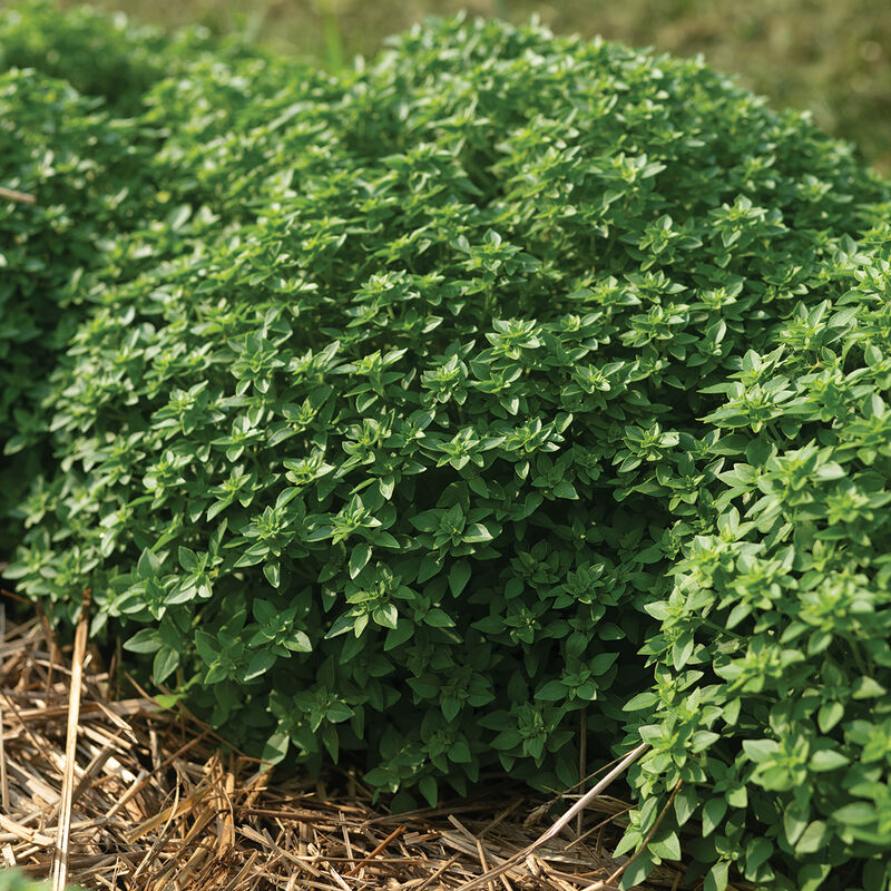 Basilika, grekisk ´Greco a Palla´