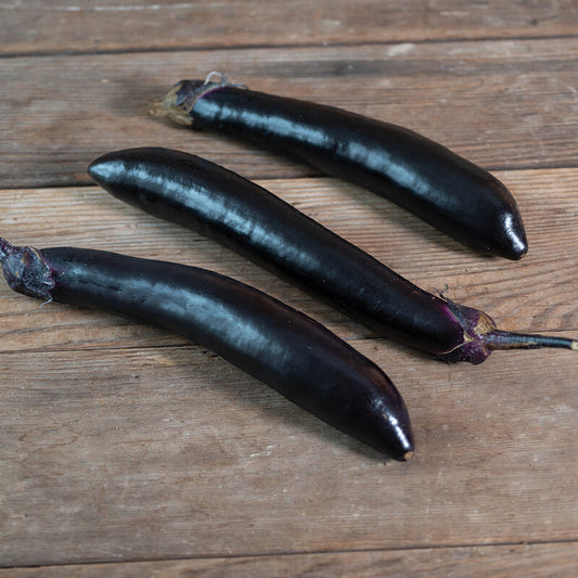 Aubergine ´Shinkasen´ F1