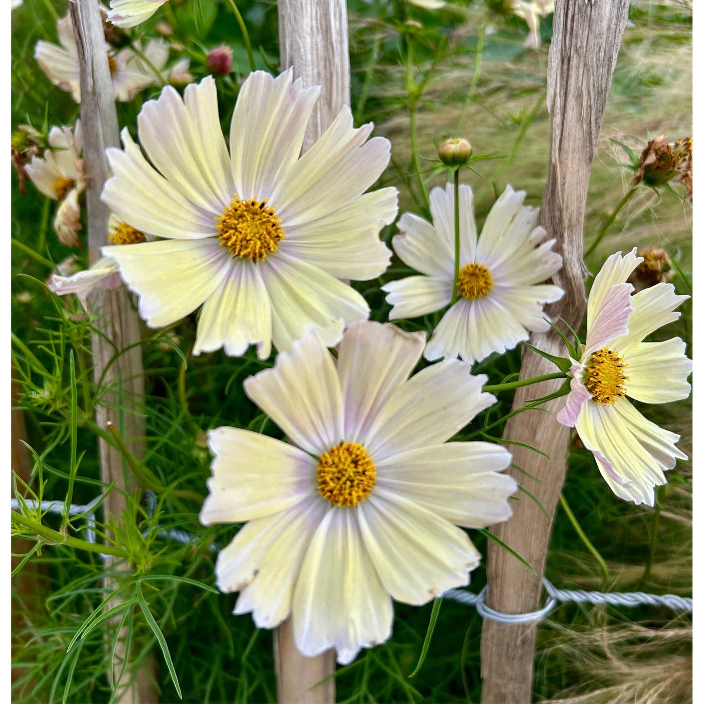 Rosenskära ´Kiiro´