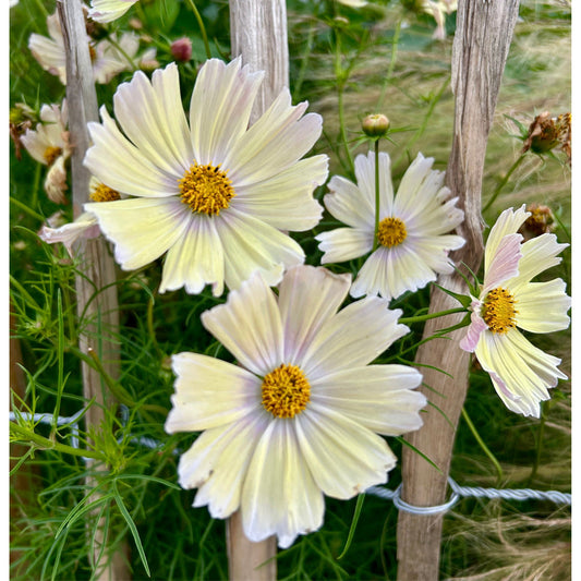 Rosenskära ´Kiiro´