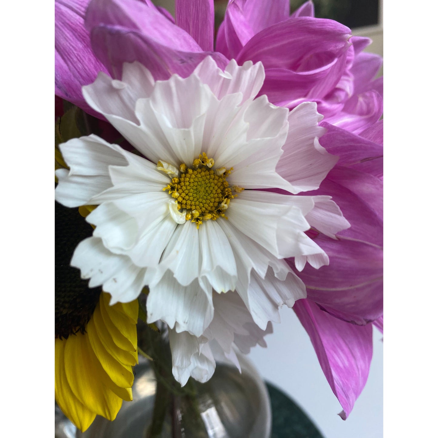 Rosenskära ´Double Dutch White´