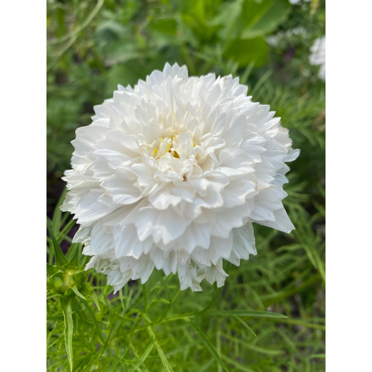 Rosenskära ´Double Dutch White´