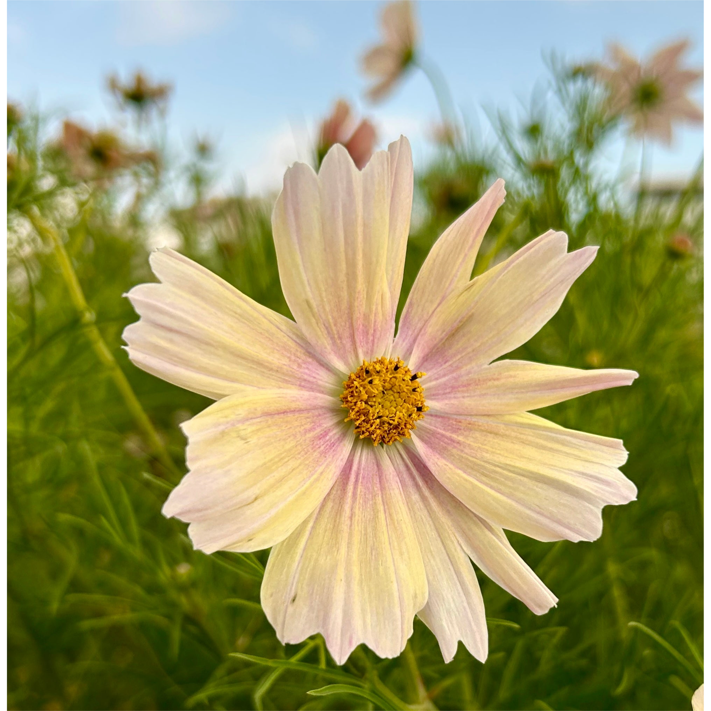 Rosenskära ´Apricot Lemonade´
