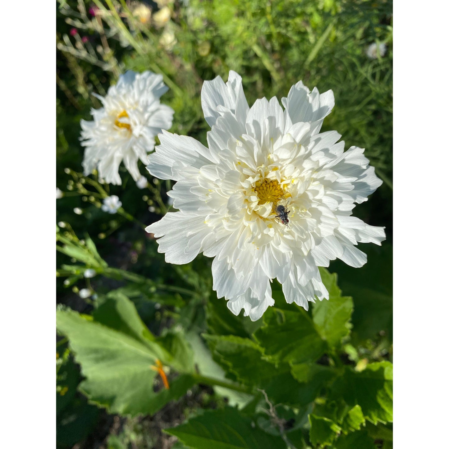 Rosenskära ´Double Dutch White´