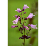 Fingerborgshatt ´Mystica´