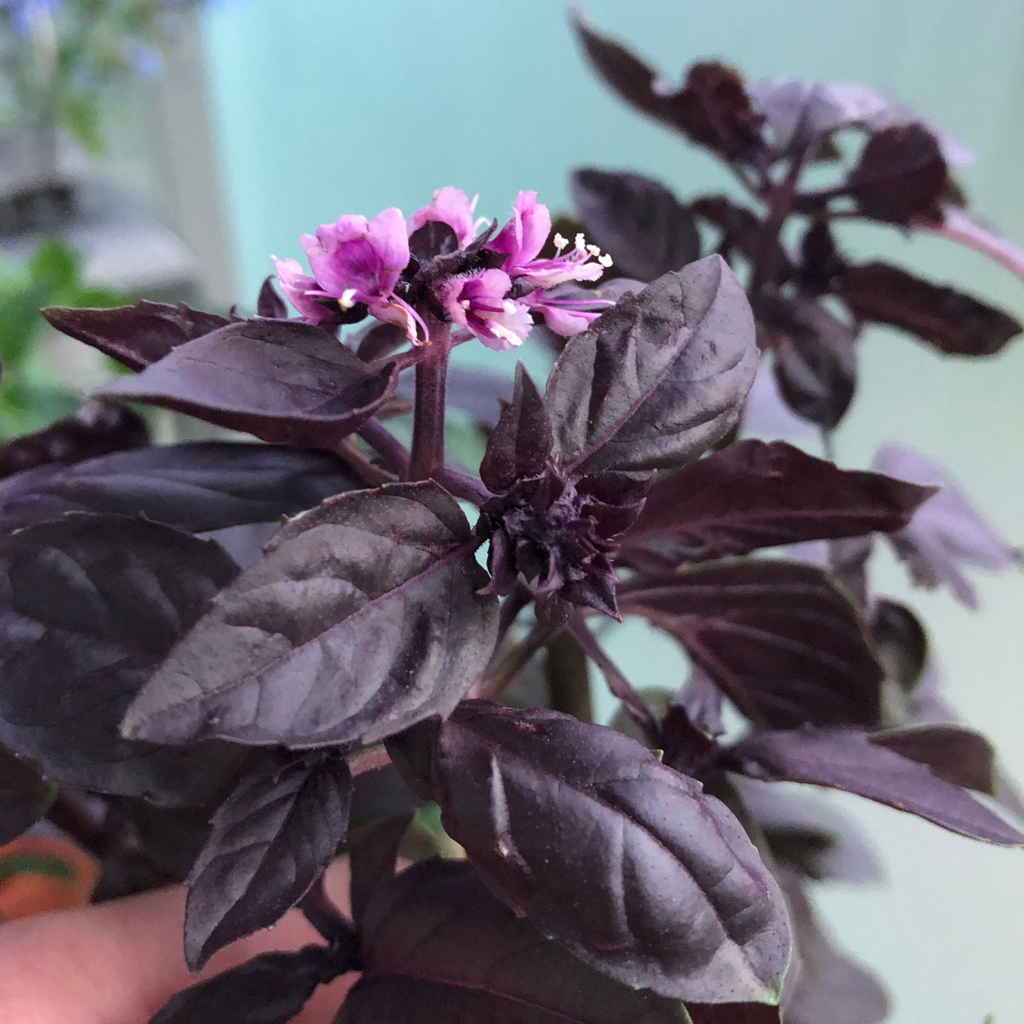 Purpurbasilika ´Dark Opal´