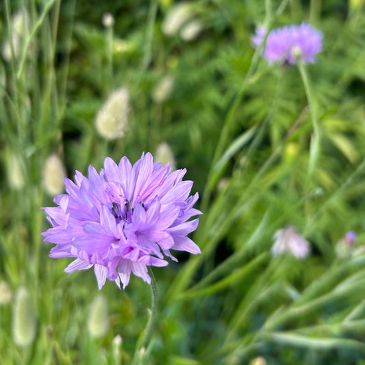 Blåklint ´Lady Mauve´