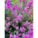 Broksalvia ´Pink Sundae´