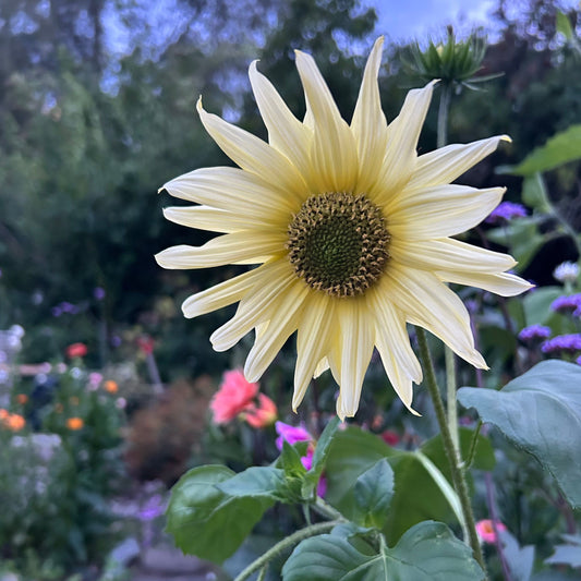 Miniatyrsolros ´Italian Green Heart´