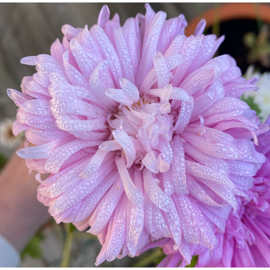 Sommaraster ´King Size Appleblossom´