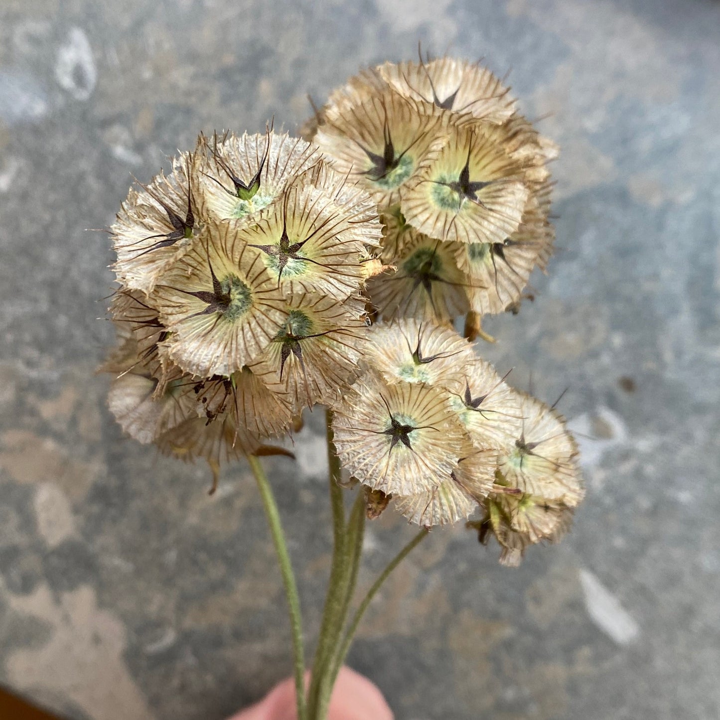 Stjärnvädd ´Drumstick´