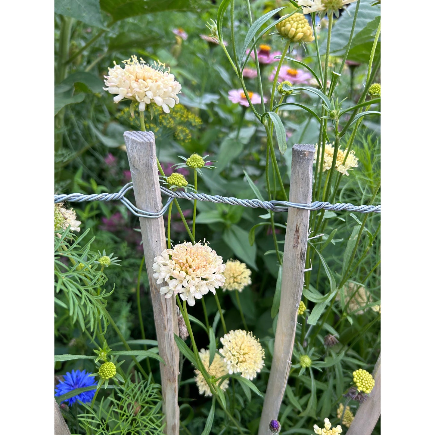 Praktvädd ´Fata Morgana´