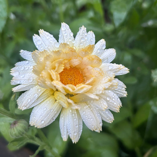 Ringblomma ´Snow Princess´
