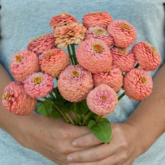 Zinnia ´Oklahoma Salmon´