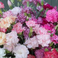 Trädgårdsnejlika ´Chabaud Picotee Double Mix´