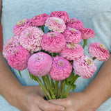 Zinnia ´Oklahoma Pink´