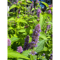 Koreansk Anisisop ´Liquorice Blue´