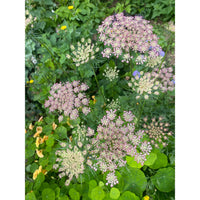 Blomstermorot ´Dara´
